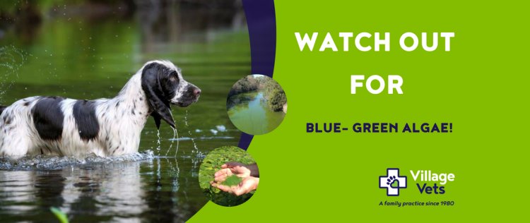 Blue -grean algae are dangerous to dogs
