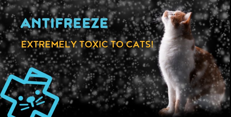 cats and antifreeze, antifreeze 