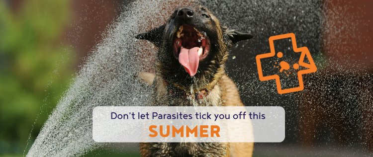 dog parasites, cat parasites, my dog has a tick, ticks and dogs, ticks and cats.