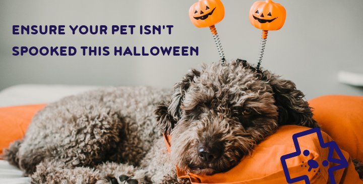 halloween and pets, pet tips for halloween, dogs and halloween, cats halloween 