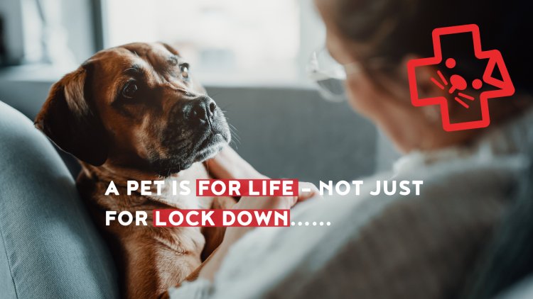 pet is for life not just for lockdown, sad dog looking at the owner