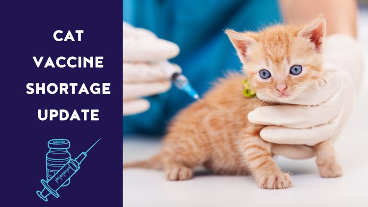 cat vaccine, cat vaccinations, cat vaccine shortage ireland