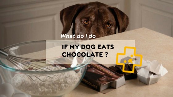 what if my dog eats chocolate?
