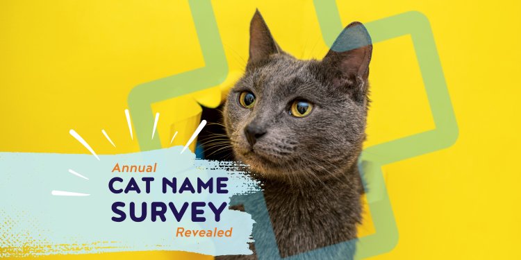 cat name survey, annual cat name survey