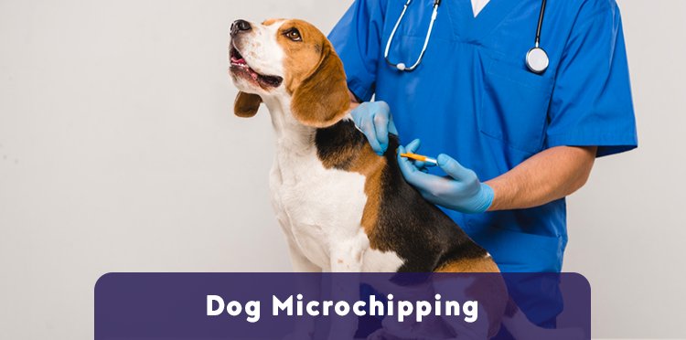 cropped_view_of_veterinarian_microchipping_beagle_dog_with_syringe_isolated_on_grey