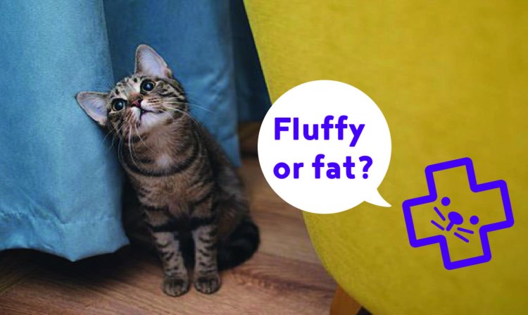overweight cat, fat cat, fat dog, overweight dog, dog diet, cat diet, 