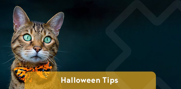 cat wearing a Halloween bow tie