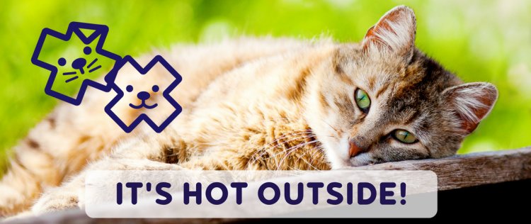 HOT WEATHER DOGS, CATS HOT WEATHER, SUNCREAM FOR CATS