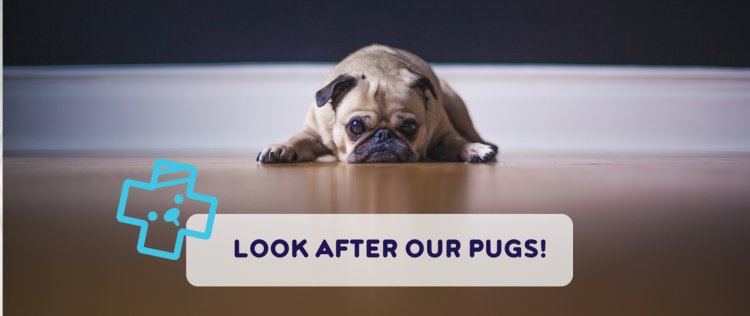patrick the pug, pug health issues, flat-faced dogs