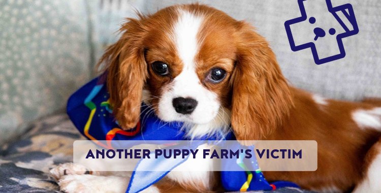 puppy farms, puppy contract, puppies, buy puppies 