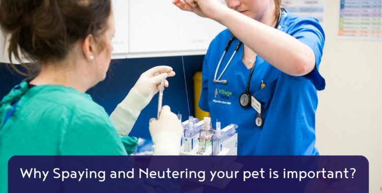 spaying and neutering a pet