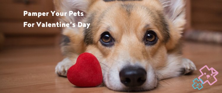 pets and valentines, village vets valentines, valentines day competition