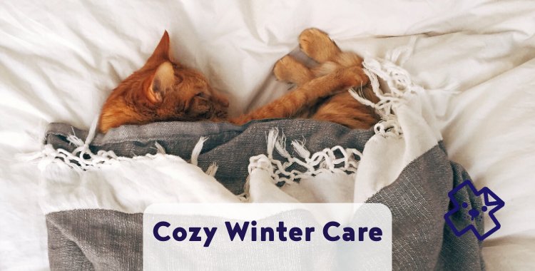 Winter pet care