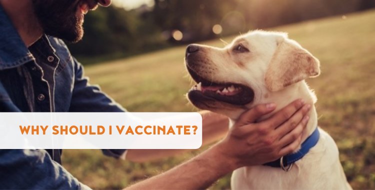 why to vaccinate your dog