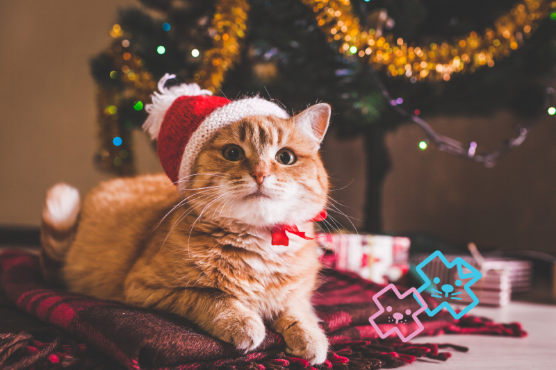 Cat Christmas