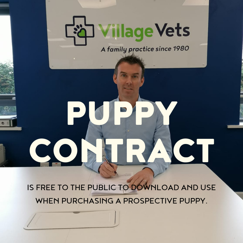 dog control legislation, village vets submission, buy puppy, puppy farms