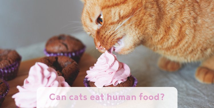Can cats eat human food? And what foods are poisonous to cats. | Village  Vets