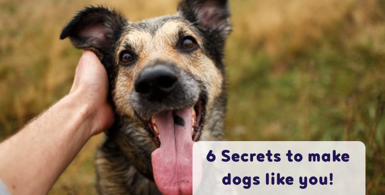 6 Secrets to make dogs like you! | Village Vets