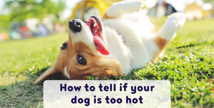 dog hot