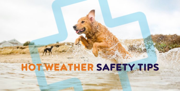 Hhot weather safety tips, pets and hot weather