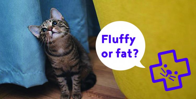 overweight cat, fat cat, fat dog, overweight dog, dog diet, cat diet, 