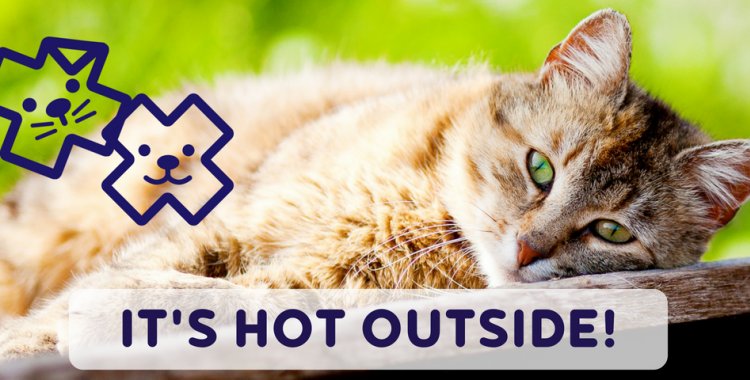 HOT WEATHER DOGS, CATS HOT WEATHER, SUNCREAM FOR CATS