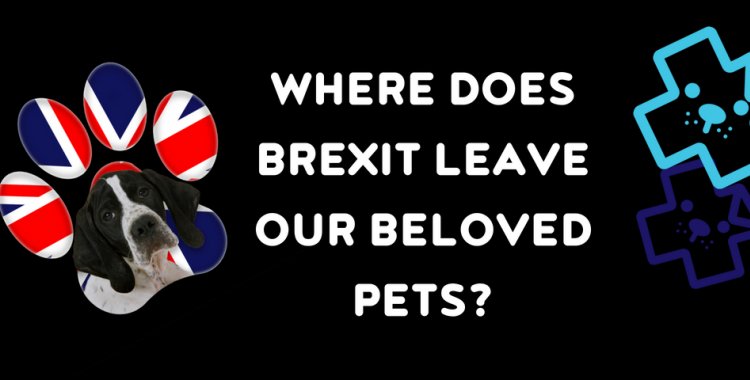 village vets brexiet, brexit and pets, brexit and dogs (1)