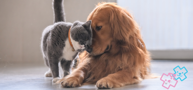 cat and dog 