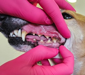 Example of tartar build up on Duffy to dogs teeth