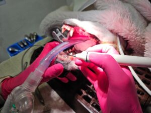 Teeth polishing and clean